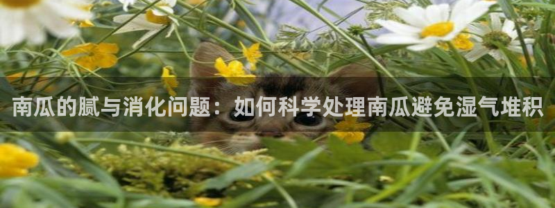 黑料下载：南瓜的腻与消化问题：如何科学处理南瓜避免湿气堆积